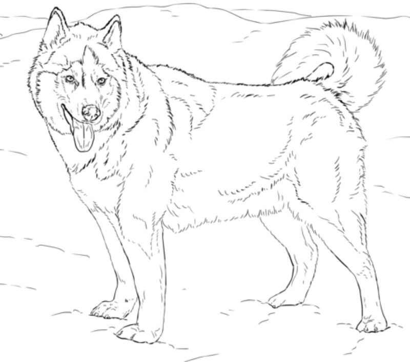 Kolorowanki Alaskan Husky Pieski