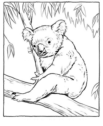 Kolorowanka Koala Siedząca na Drzewie