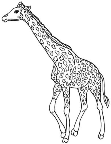 Kolorowanki Żyrafa