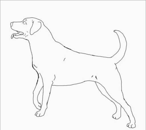 Kolorowanka Pies Labrador Retriever