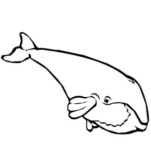 Kolorowanka Prosty Rysunek Wieloryba
