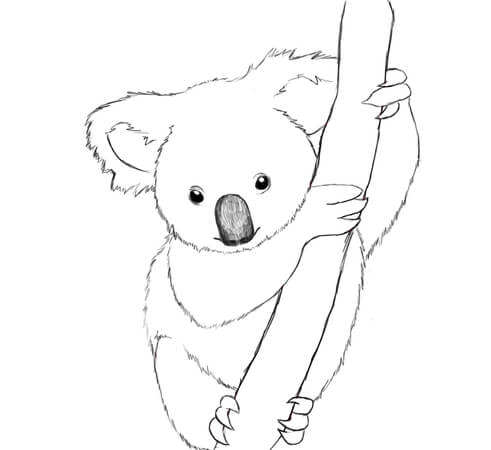 Kolorowanka Realistyczna Koala