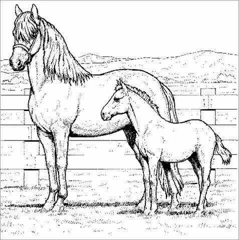 Kolorowanka Ręcznie rysuj Matkę Konia i Małego Konia