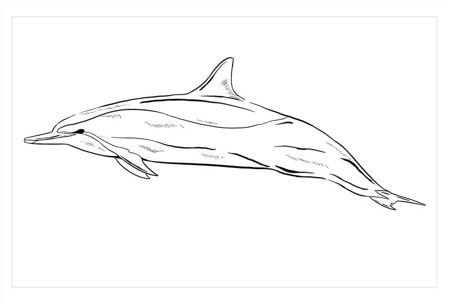 Kolorowanka Delfin Wirujący