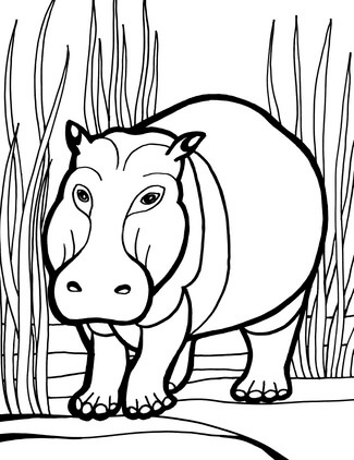 Kolorowanka Hipopotam