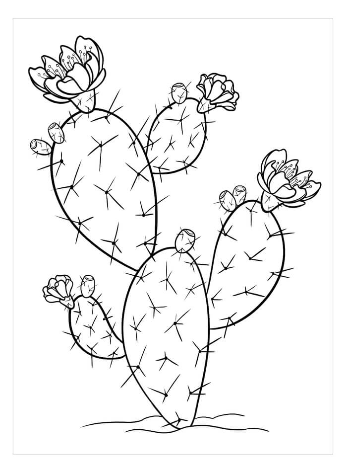 Kolorowanka Prickly Pear Cactus