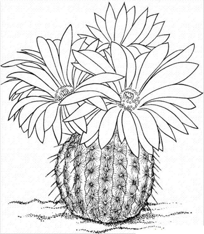 Kolorowanka Kaktus z Trzema Kwiatami