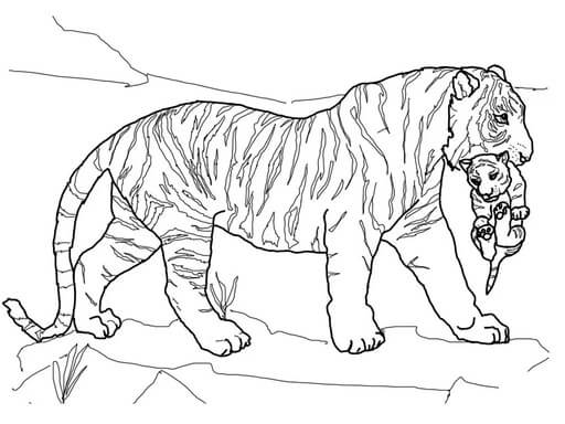 Kolorowanka Matka Tygrys niosąca dziecko Tygrys