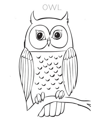 Kolorowanki Nice Owl