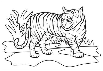 Kolorowanka Normalny Tygrys