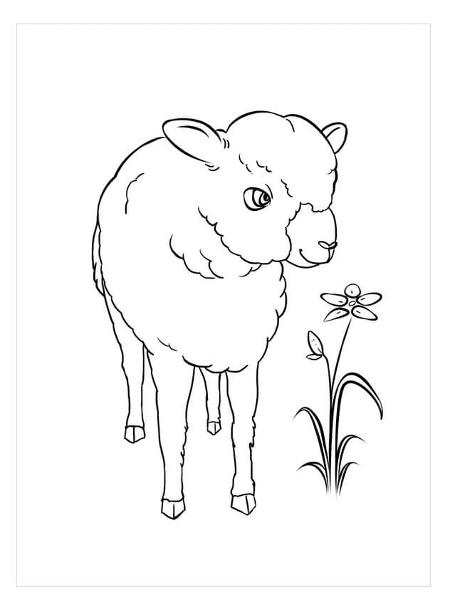 Kolorowanka Owca z Kwiatem