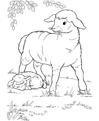 Kolorowanki Owce Jedzące Trawę i śpiące Owce