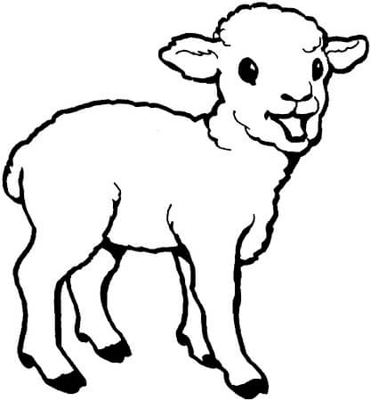 Kolorowanki Podstawowy Rysunek Owiec