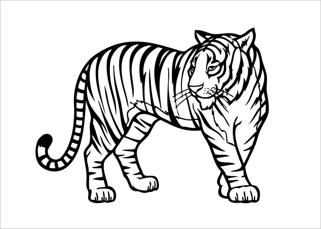 Kolorowanka Podstawowy Tygrys