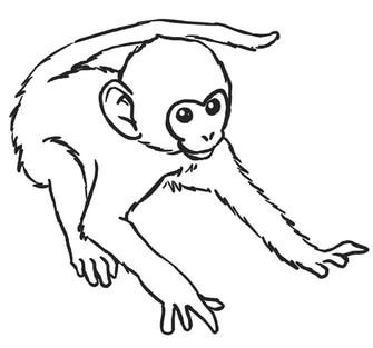 Kolorowanka Rysowanie Małpy