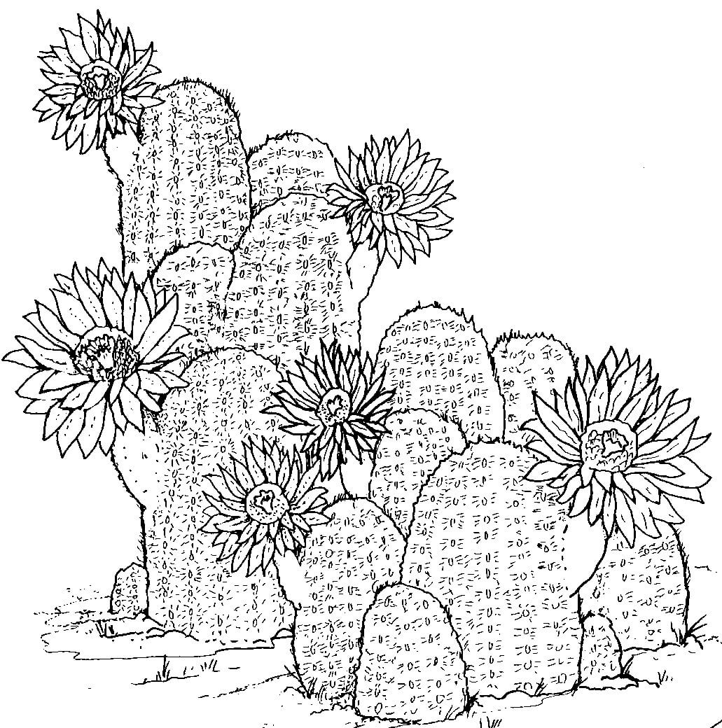 Kolorowanka Rysowanie ręki Kaktusa