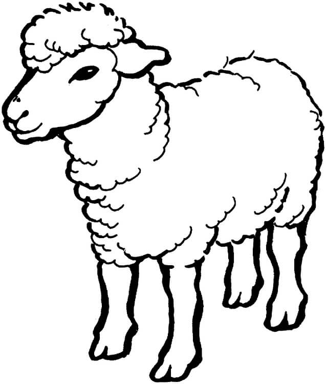 Kolorowanki Rysunek Owiec