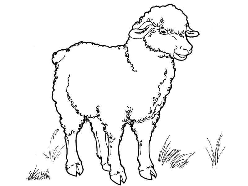 Kolorowanka Słodkie Owce