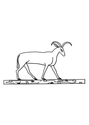 Kolorowanka Spacerująca Koza