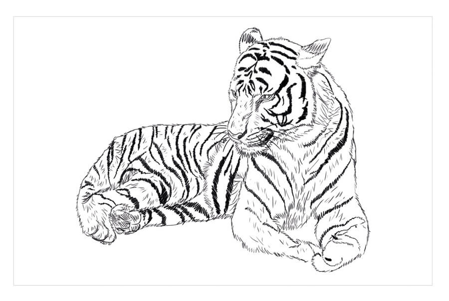 Kolorowanka Tygrys z Chin Południowych