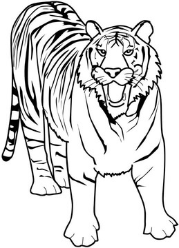 Kolorowanka Wielki Tygrys