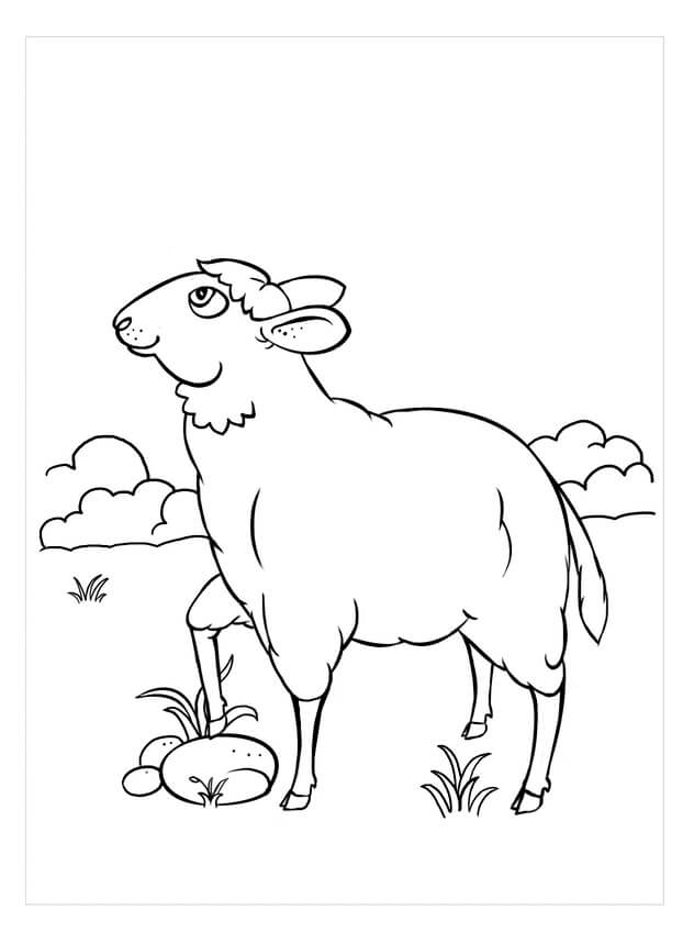Kolorowanki Wolna Owca