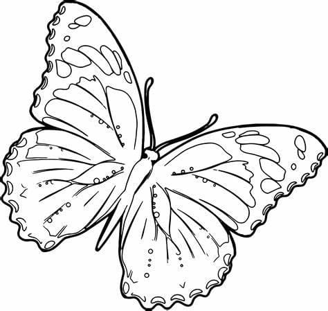 Kolorowanka Darmowe motyle