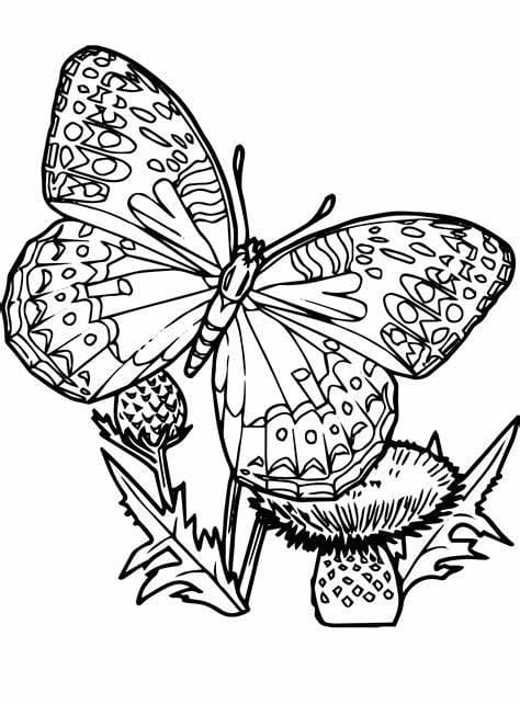 Kolorowanka Obraz motyli