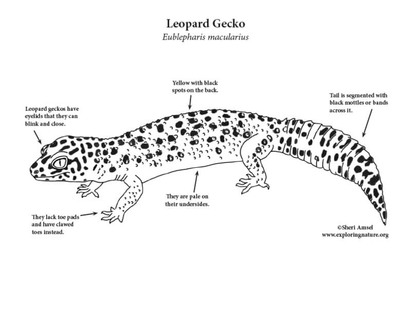 Kolorowanka Jak rozpoznać gekona lamparciego