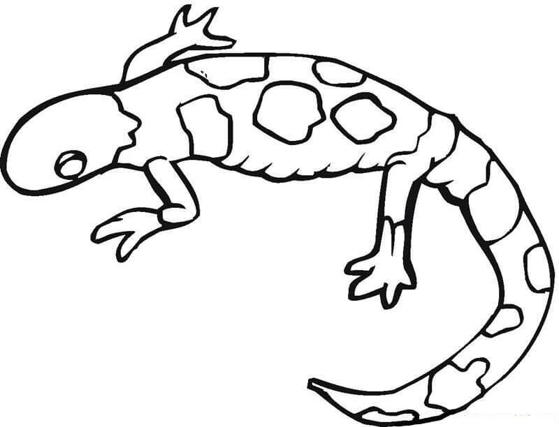 Kolorowanki Jaszczurki Gecko