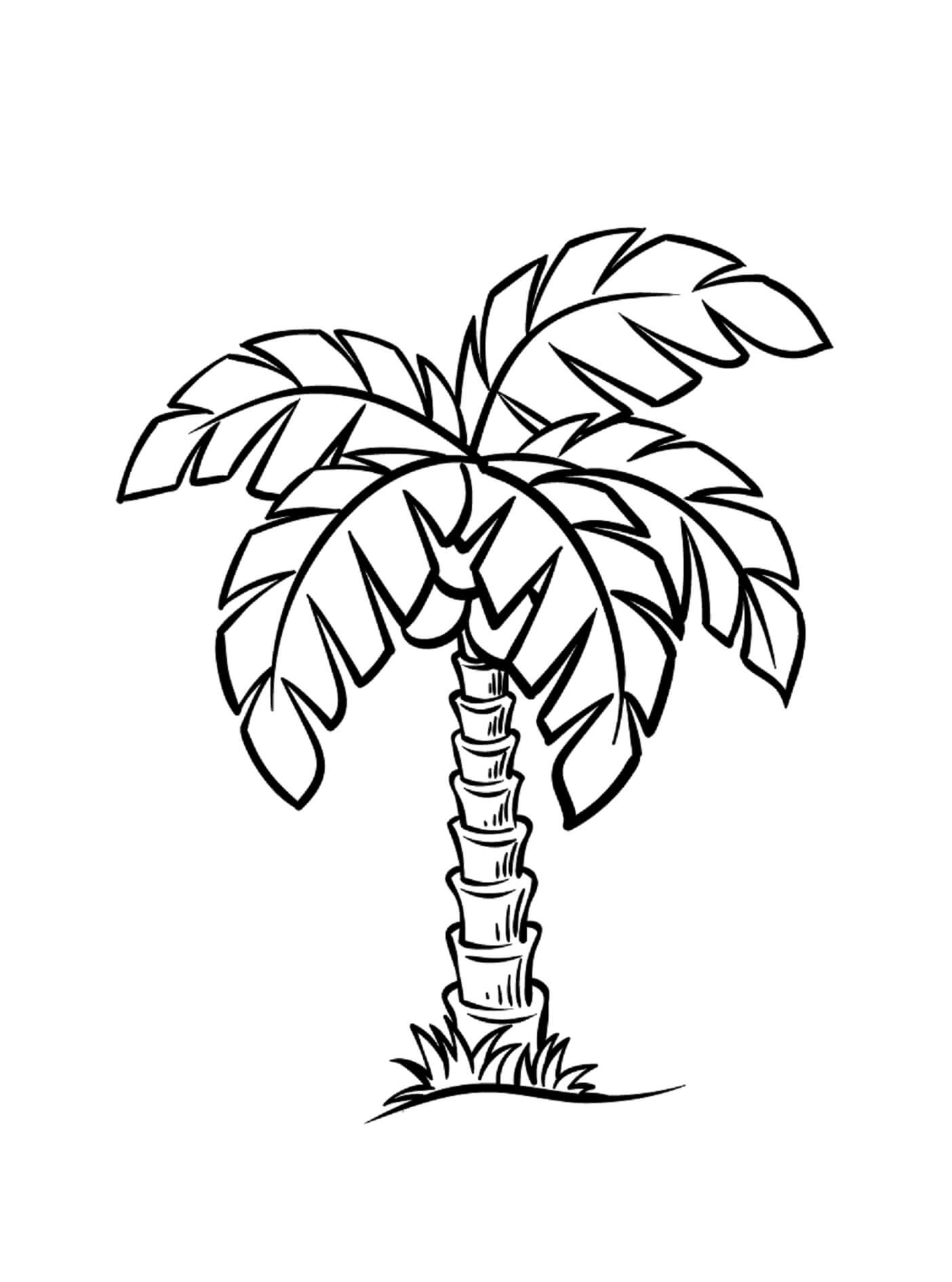 Kolorowanka Podstawowe Drzewo Palmowe