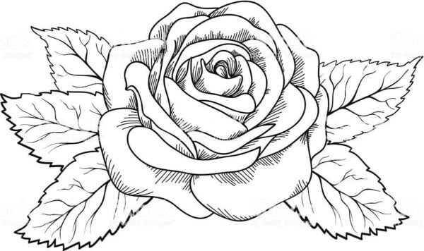 Kolorowanka Bujna Róża z Liśćmi