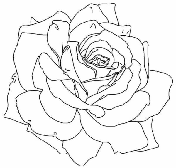 Kolorowanka Idealna Róża