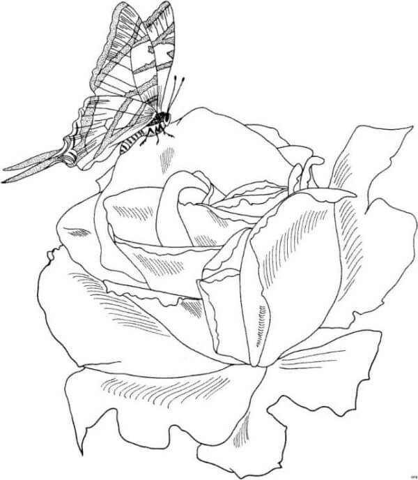Kolorowanka Motyl Usiadł na Róży