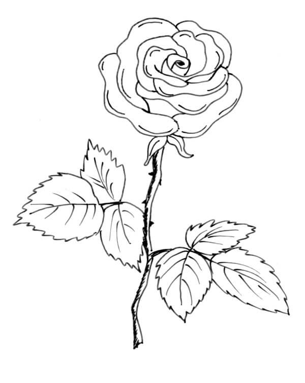 Kolorowanka Samotna Róża