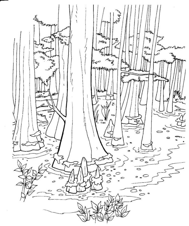 Kolorowanka Gigantyczne Drzewa w Lesie
