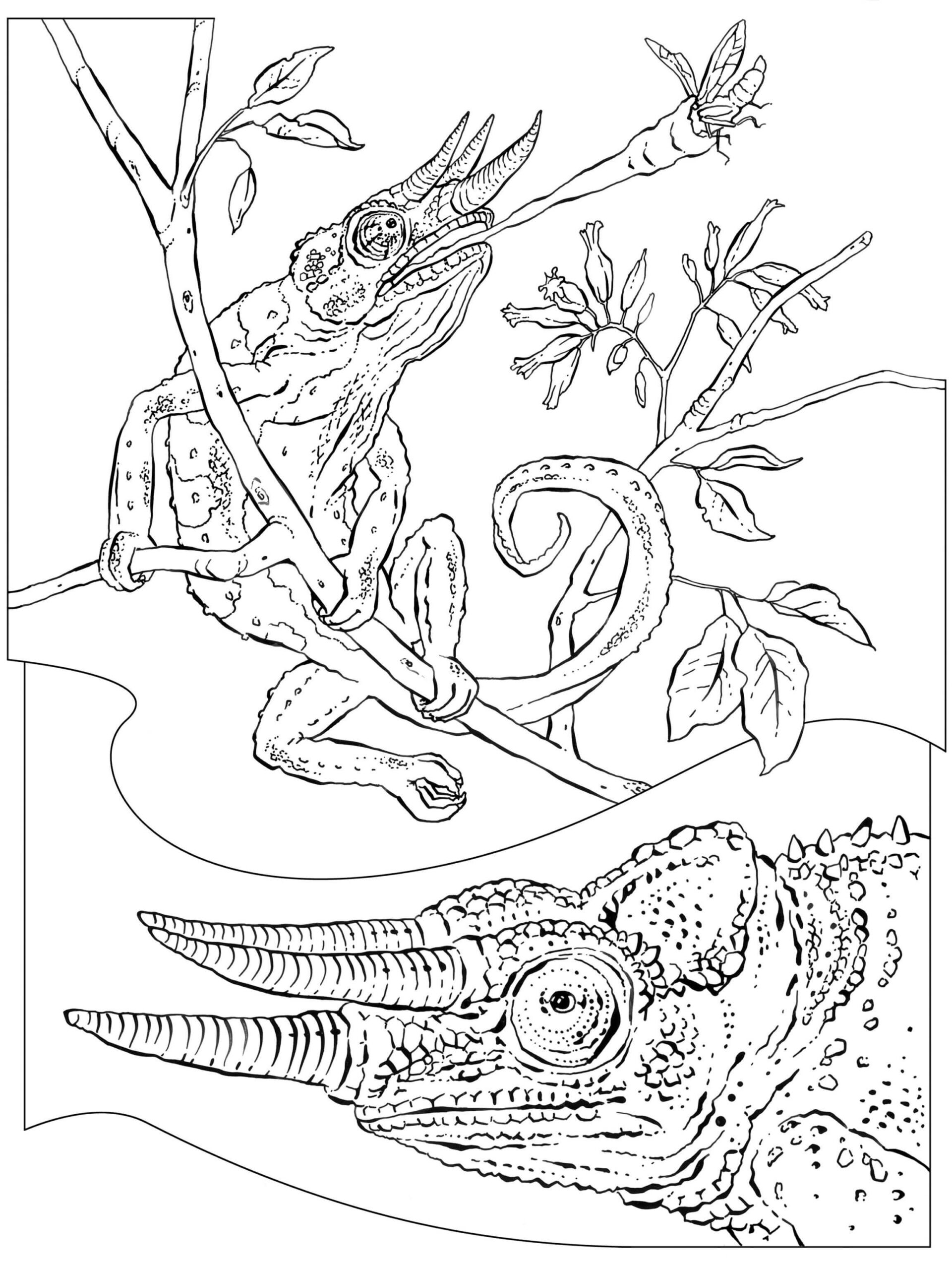 Kolorowanka Kameleon Jedzenie Na Gałęzi Drzewa