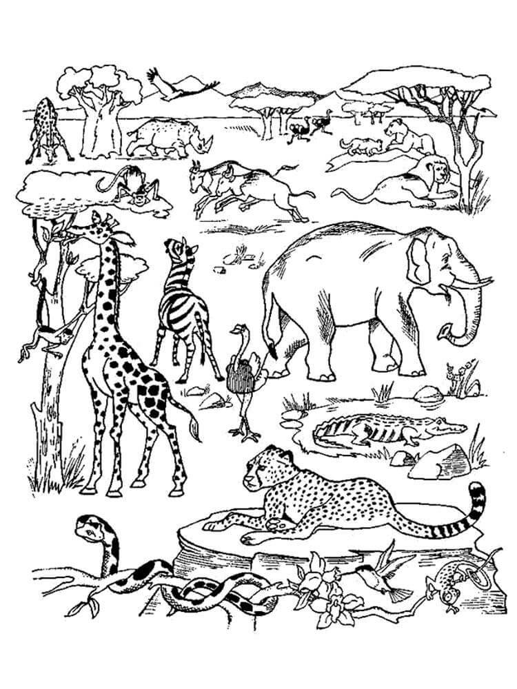 Kolorowanki Zwierzęta Z Afryki