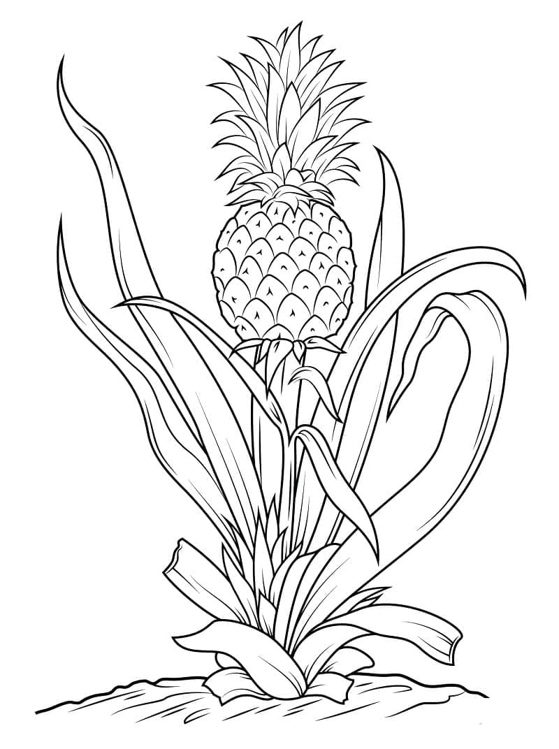 Kolorowanka Roślina ananasowa