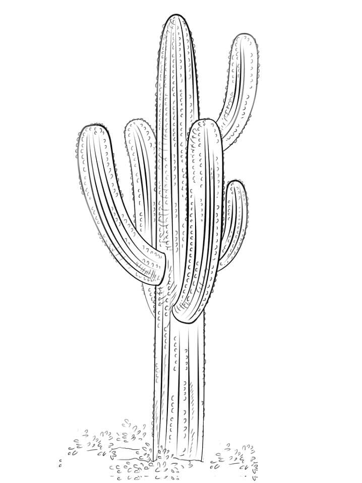Kolorowanki Idealny kaktus