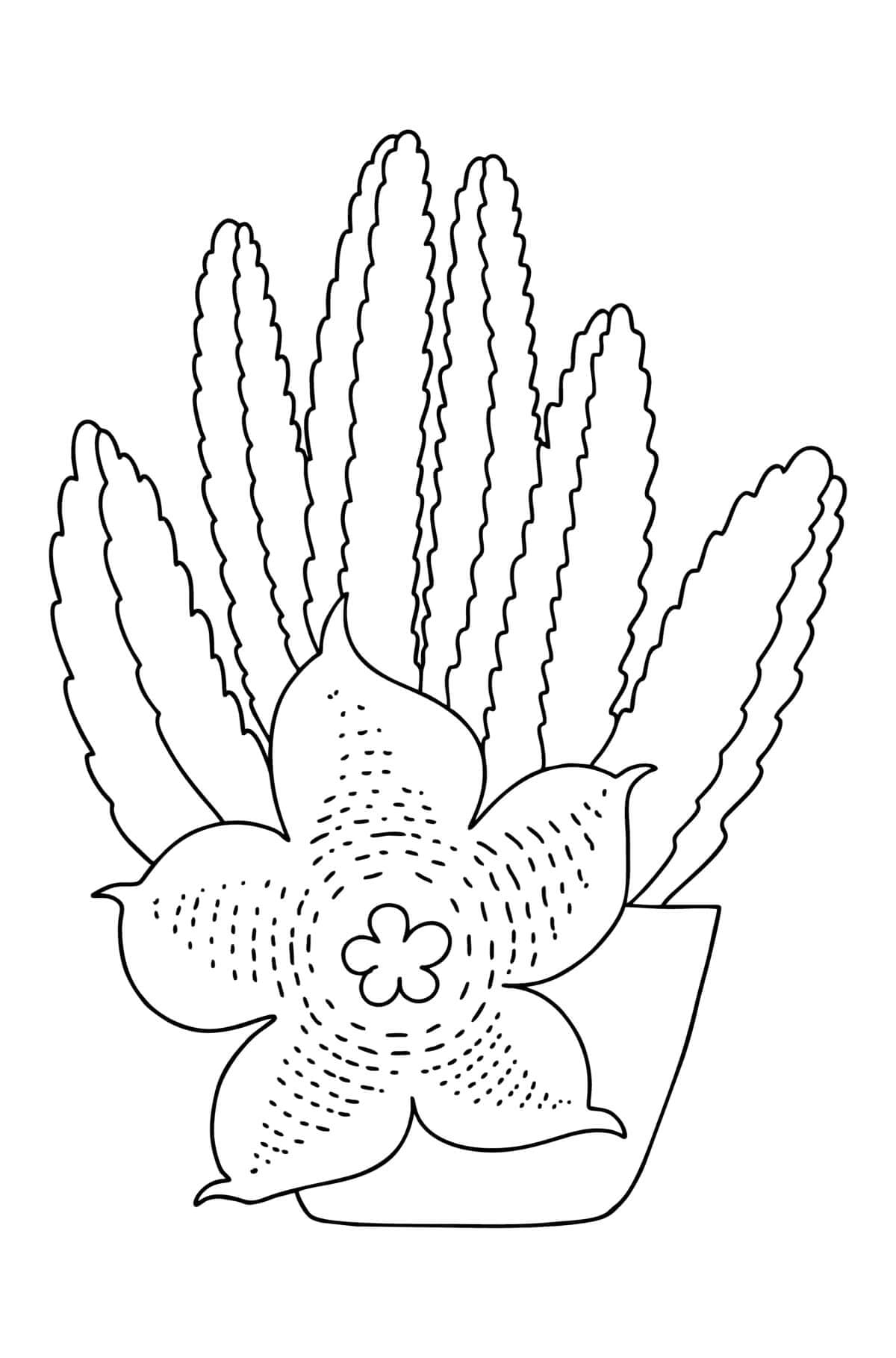Kolorowanki Kaktus Stapelia