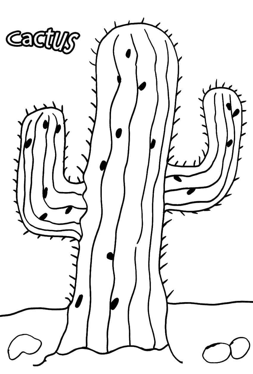 Kolorowanka Roślina Kaktusowa