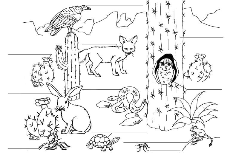 Kolorowanka Zwierzęta i kaktusy