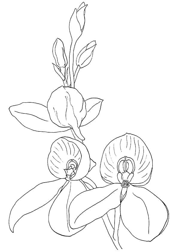 Kolorowanka Bezpłatny Orchidea