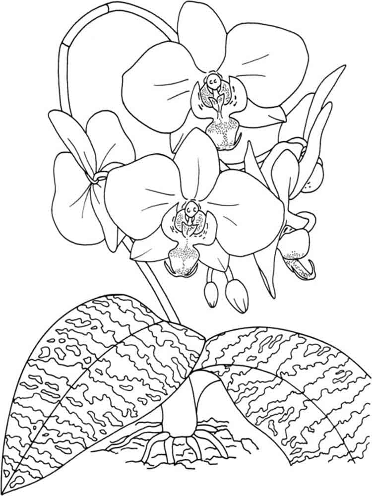Kolorowanka Bezpłatny rysunek orchidei