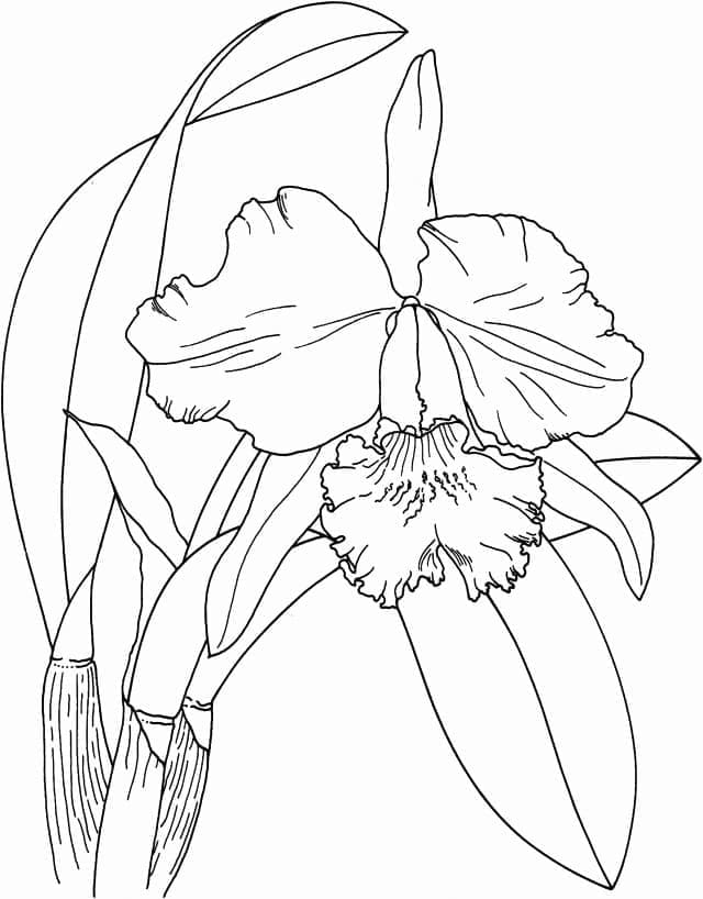 Kolorowanka Kwiat orchidei dla dziecka gratis