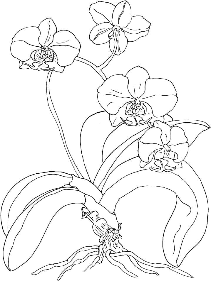 Kolorowanka Kwiat orchidei do druku