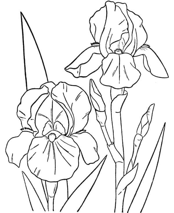 Kolorowanka Ładna orchidea