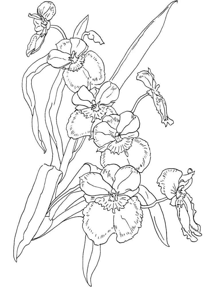 Kolorowanka Ładne kwiaty orchidei