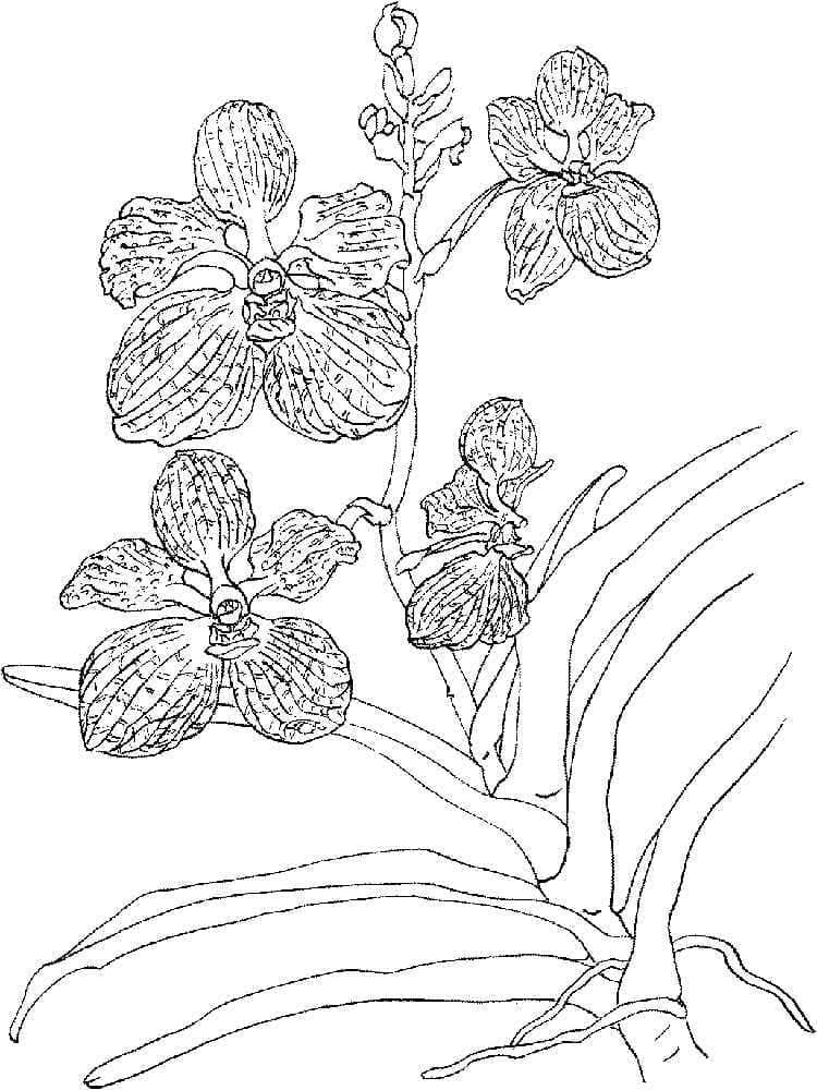 Kolorowanka Ładny kwiat orchidei